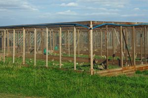 Heart of England Farms - Breeders of Quality Game Stock
